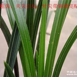 尖葉植物 風水|尖叶植物风水的风水作用和禁忌有哪些？